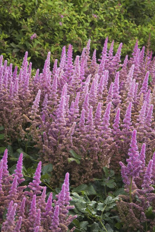 Astilbe chinensis 'Visions in Pink'