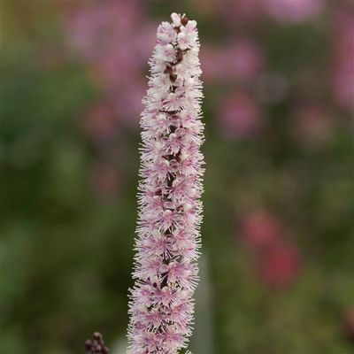 Actaea (Cimicifuga) simplex 'Pink Spike' Bugbane
