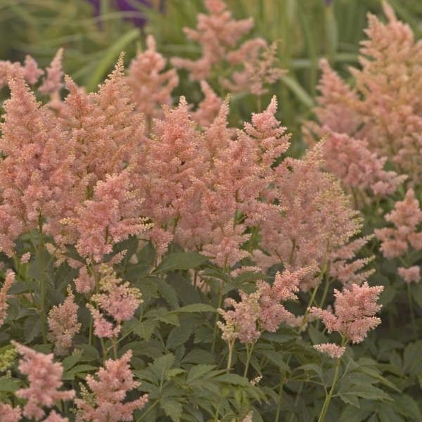 Astilbe japonica &#39;Peach Blossom&#39; Japanese Astilbe