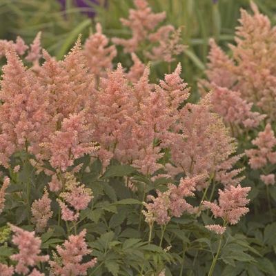 Astilbe japonica 'Peach Blossom' Japanese Astilbe