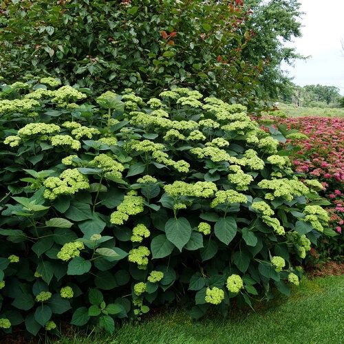 Hydrangea arborescens &#39;Invincibelle Sublime™&#39; Smooth hydrangea