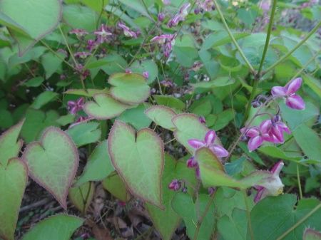 Epimedium rubrum &#39;Sweetheart&#39; Barrenwort