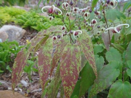 Epimedium x &#39;Domino&#39; Barrenwort