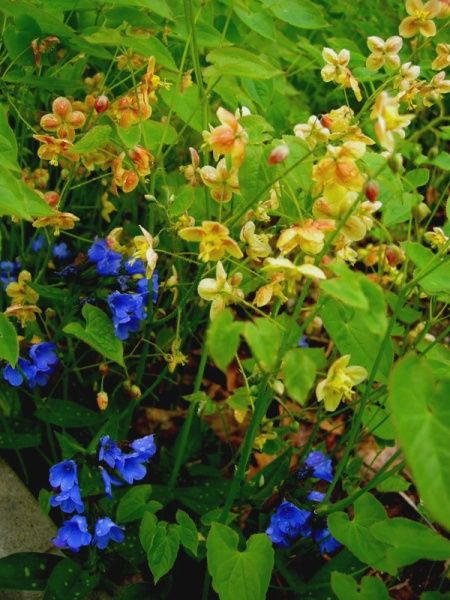 Epimedium warleyense &#39;Orange Queen&#39; Barrenwort