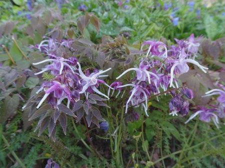 Epimedium grandiflorum &#39;Pierre&#39;s Purple&#39; Barrenwort