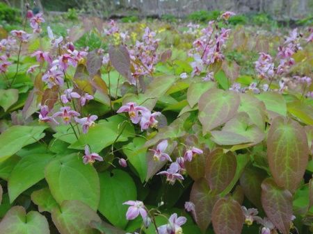 Epimedium versicolor &#39;Cherry Tart&#39; Barrenwort