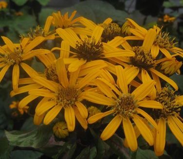 Ligularia dentata &#39;Othello&#39;
