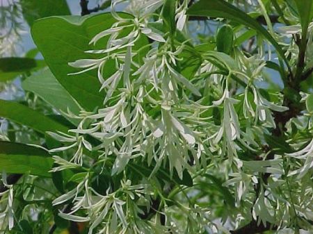 Chionanthus virginicus White Fringe Tree