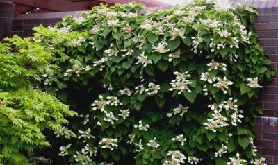 Hydrangea petiolaris Climbing Hydrangea
