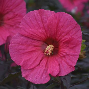Hibiscus x Summerific Evening Rose