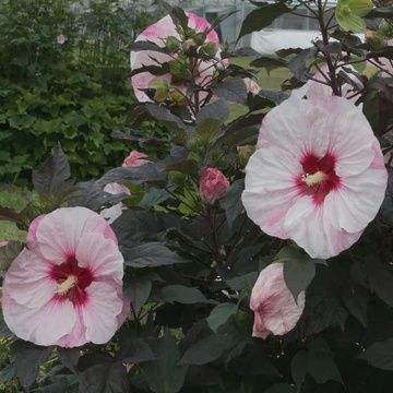 Hibiscus x Summerific Perfect Storm
