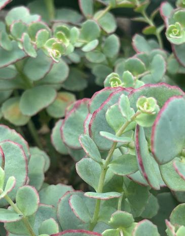 Sedum sieboldii (Hylotelephium)