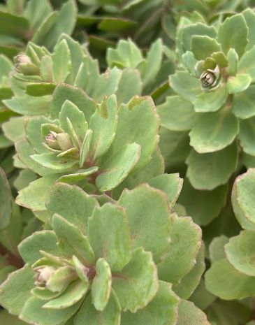 Sedum &#39;Vera Jameson&#39; (Hylotelephium)