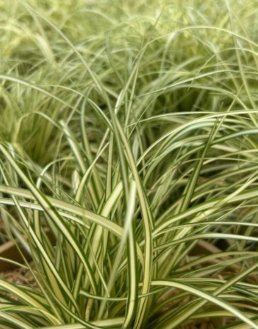 Carex oshimensis &#39;Evergold&#39;