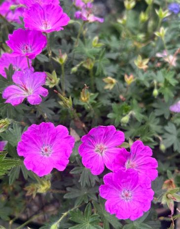 Geranium sanguineum &#39;Max Frei&#39;