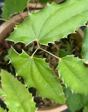 Epimedium x &#39;Sandy Claws&#39; Barrenwort
