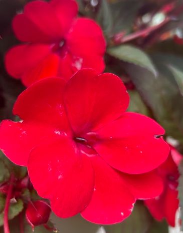 SunPatiens-Deep Red
