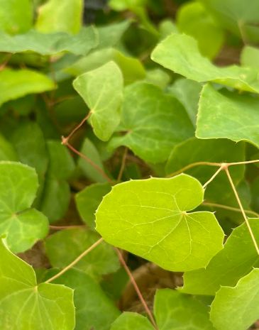 Epimedium x &#39;Black Sea&#39; Barrenwort