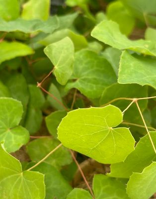 Epimedium x 'Black Sea' Barrenwort