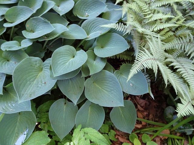Hosta Blue Cadet