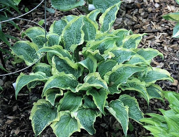 Hosta Leather and Lace