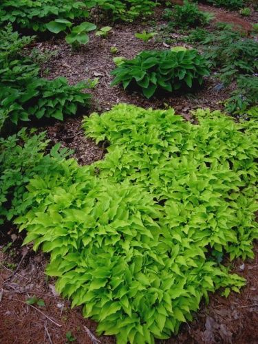 Hosta Lemon Lime