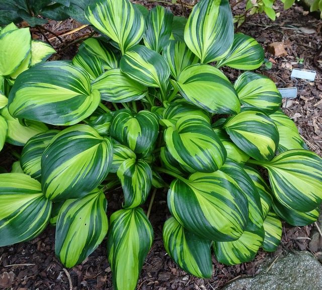 Hosta Rainbow&#39;s End