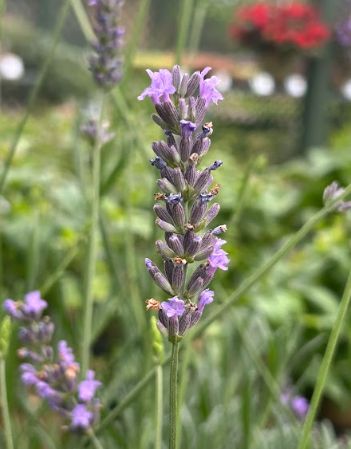 Lavendula x intermedia Sensational
