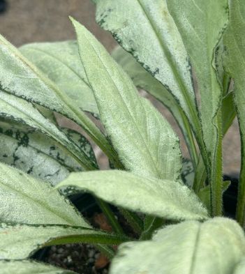 Pulmonaria longifolia &#39;Diane Clare&#39;
