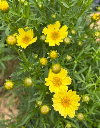 Coreopsis &#39;Creme Brulee&#39; Tickseed