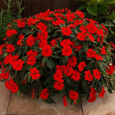 Annuals