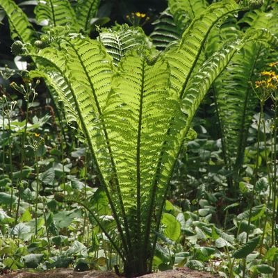 Ferns