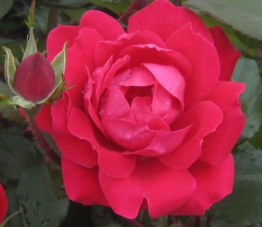 Roses