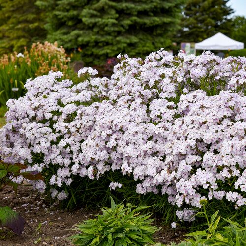 Phlox x &#39;Opening Act Pink-a-Dot&#39;