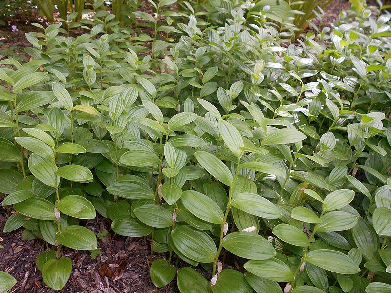 Polygonatum humile (dwarf Solomon’s seal)