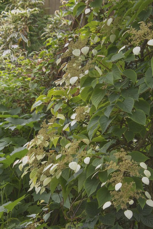 Schizophragma hydrangeoides Moonlight