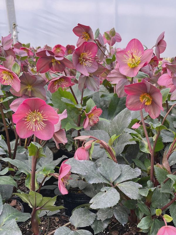 Helleborus Ice N&#39; Roses &#39;Corvina&#39; Hellebore
