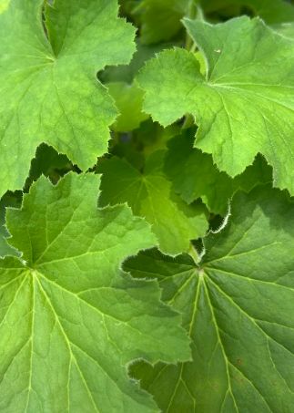 Heuchera villosa &#39;Autumn Bride&#39;