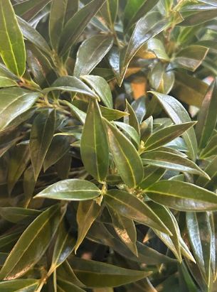 Sarcococca Hookerana Humilis Sweetbox