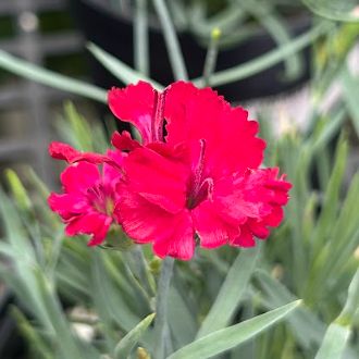 Dianthus x Mountain Frost™ Red Garnet