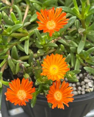 Delosperma x Ocean Sunset 'Orange Vibe' Ice Plant