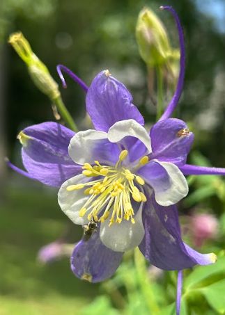 Aquilegia 'Earlybird' Aquilegia Hybrid Columbine