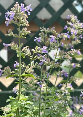 Nepeta faassenii &#39;Six Hills Giant&#39;