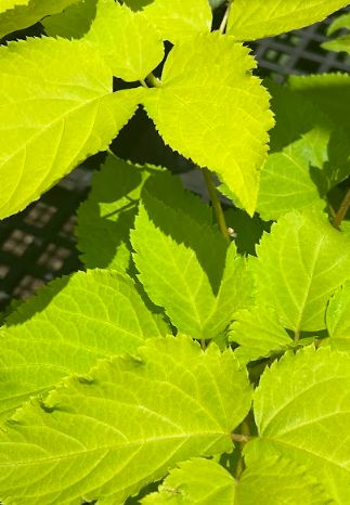 Aralia cordata &#39;Sun King&#39;