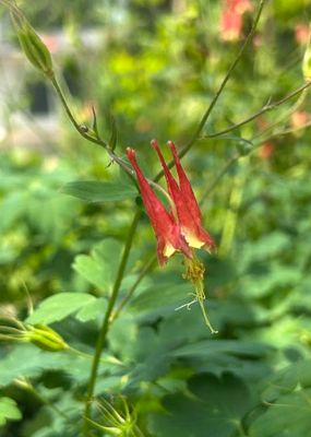 Aquilegia canadensis 'Little Lanterns'