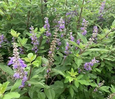Vitex x Summertime Blues