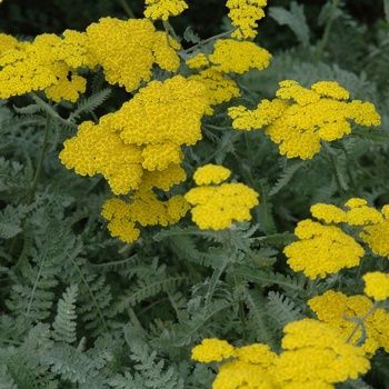 Achillea millefolium &#39;Moonshine&#39;