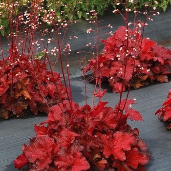 Heuchera &#39;Forever Red&#39; Coral Bells