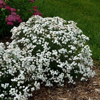 Achillea ptarmica 'Peter Cottontail' Sneezewort