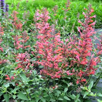 Agastache Kudos Coral Hummingbird Mint